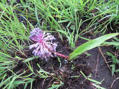 Ledebouria sandersonii