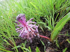 Ledebouria sandersonii