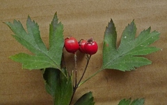 Crataegus zangezura
