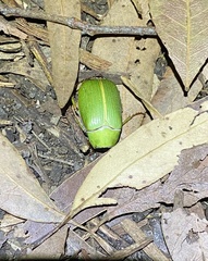 Xylonichus eucalypti
