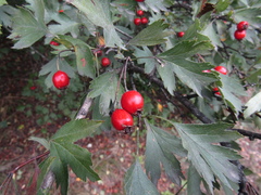 Crataegus zangezura