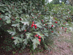 Crataegus zangezura