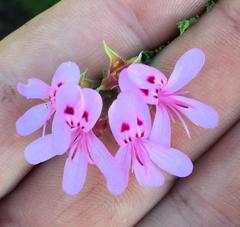 Pelargonium denticulatum