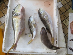 Lagocephalus lunaris