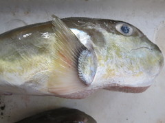 Lagocephalus lunaris