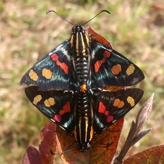 Mimoniades versicolor