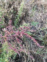 Atriplex tatarica