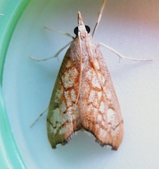 Hydropionea fenestralis