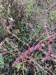 Atriplex tatarica