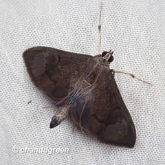 Almonia
