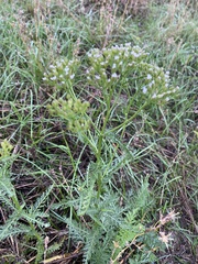 Achillea nobilis