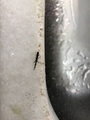 Taphroderini