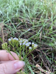 Achillea nobilis