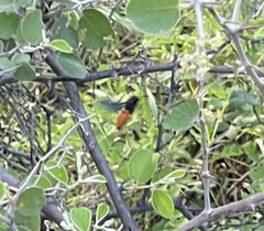 Anterhynchium abdominale