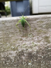 Leptophyes punctatissima