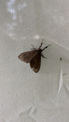 Cryptothelea gloverii