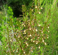 Eulophia cochlearis