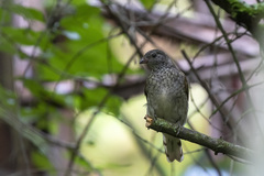 Indicator variegatus