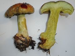 Cortinarius odorifer