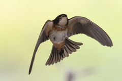 Petrochelidon spilodera