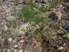 Vicia megalotropis