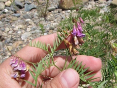 Vicia megalotropis