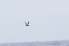Sterna repressa