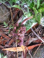 Ledebouria revoluta