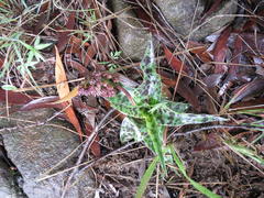 Ledebouria revoluta