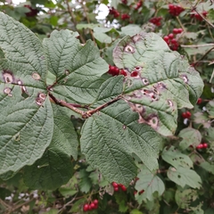 Viburnum opulus
