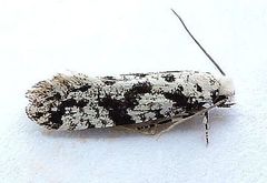 Nemapogon defectella