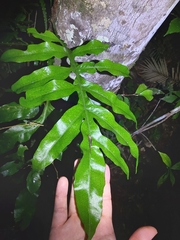 Dendroconche ampla