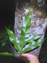 Dendroconche ampla