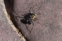 Polyrhachis semiaurata