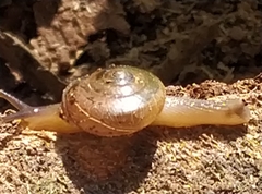 Gastropoda