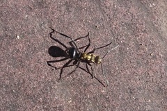 Polyrhachis semiaurata