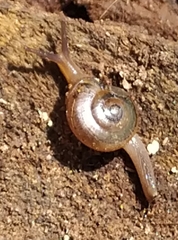 Gastropoda