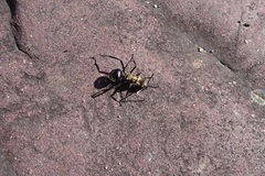 Polyrhachis semiaurata