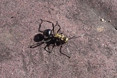 Polyrhachis semiaurata