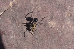 Polyrhachis semiaurata