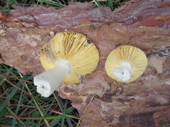 Russula cessans