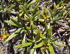 Celmisia spectabilis