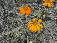 Adenophyllum speciosum