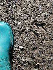 Cervus canadensis sibiricus