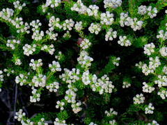 Phylica ericoides ericoides