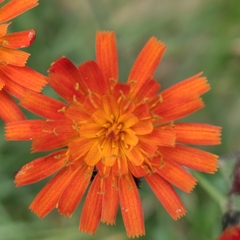 Pilosella aurantiaca