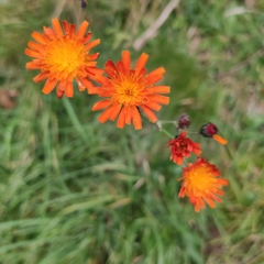 Pilosella aurantiaca