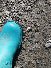 Cervus canadensis sibiricus