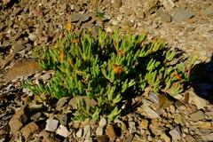 Malephora thunbergii