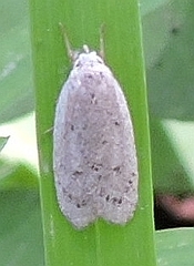 Inga cretacea